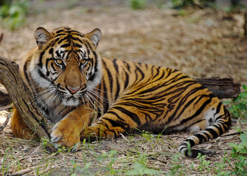 Tiger at the Jacksonville Zoo and Gardens